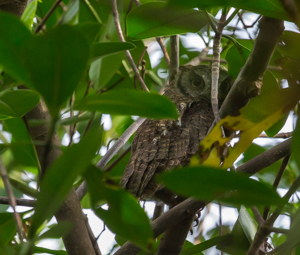 Tropical Screech-owl, Caroni Swamp, Trinidad